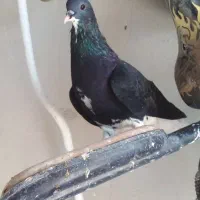 کبوترسیاه دم سفید خال داروپلاکی..