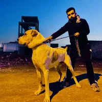 سگ آلابای نر|سگ|گنبد کاووس, |دیوار