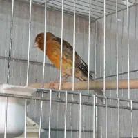 قناری نر|پرنده|الوند, |دیوار