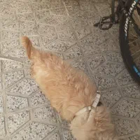 سگ پشنالو بانمک و سالم