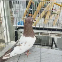 کبوتر سینه ای