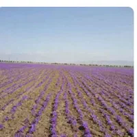 نیرو جهت چیدن زعفران