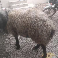 بره نر چاق و چله