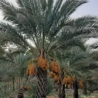 فروش زمین کشاورزی