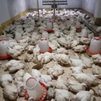 مرغ ارگانیک