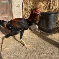 مرغوخروس لاری|حیوانات مزرعه|تبریز, |دیوار