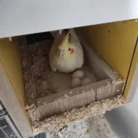 عروس هلندی و برزیلی|پرنده|صفادشت, |دیوار