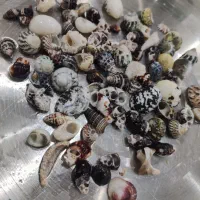 صدف اکواریوم|ماهی|یزد, |دیوار