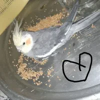 عروس هلندی طوسی