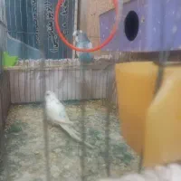 جفت مرغ عشق مولد کار داده با لوازم و قفس|پرنده|فردیس, سرحدی|دیوار