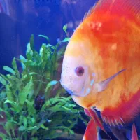 ماهی دیسکس قرمز نژاد دار اصل ۷اینچی|ماهی|کرج, عظیمیه|دیوار