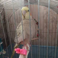 پرنده|پرنده|تهران, شهرک رضویه|دیوار