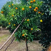 ۱۶۸ متر زمین پر محصول