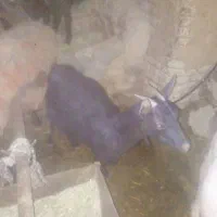 فروش بزغاله شکم اول|حیوانات مزرعه|بن, |دیوار