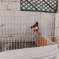 مینا سرحال غبراق  فروشی 700تومان