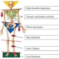حرکت اصلاحی و آنالیز اسکلتی عضلانی|خدمات آموزشی|اصفهان, سعادتآباد|دیوار