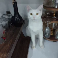 گربه تربیت شده|گربه|کاشمر, |دیوار