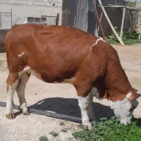 تلیسه سمینتال