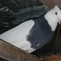 ط و ق|پرنده|دشت ذهاب, |دیوار