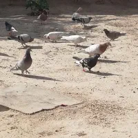 مژدگانی سکه پارسیان هرکی پیدا کنه|حیوانات|نیشابور, رحمت آباد|دیوار