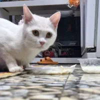 گربه واگذاری