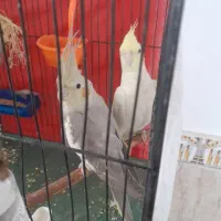 عروس هلندی|پرنده|شیروان (خراسان), |دیوار