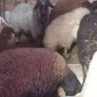 فروش بره نر چااق