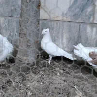 کبوتر مونداین بزرگترین کبوتر دنیا