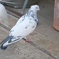 کبوتر پرشی نر مست