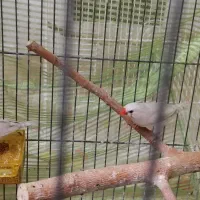 فنچ|پرنده|تهران, شکوفه|دیوار