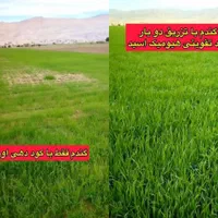 کارشناس برنامه کوددهی باغ و زمین کشاورزی|خدمات باغبانی و درختکاری|اصفهان, سرچشمه|دیوار