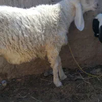 بر