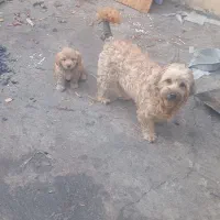 سگ آپارتمانی سگ خونگی