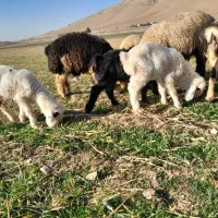 شیشک قوچ ،بره قوچ،میش وبره|حیوانات مزرعه|دورود, |دیوار