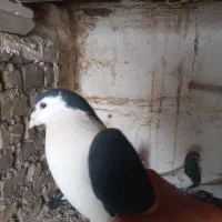 کفتر پرشی نر|پرنده|قلعه نو, |دیوار