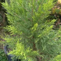 گیاهان زینتی|گل و گیاه طبیعی|کلاچای, |دیوار