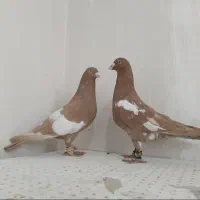 سه رگ افغانی|پرنده|مشهد, وکیل‌آباد|دیوار