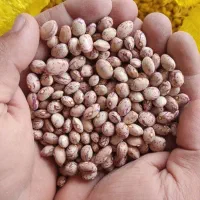 لوبیا چیتی درجه 1