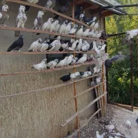 فروش کبوتر پرشی