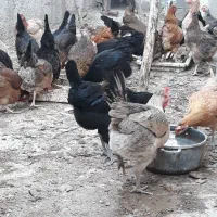 مرغ محلی|حیوانات مزرعه|اهرم, |دیوار