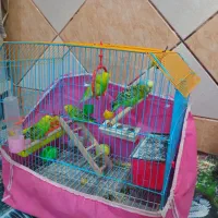 فروش مرغ عشق|پرنده|شادگان, |دیوار