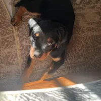 توله سگ روتوایلرماده