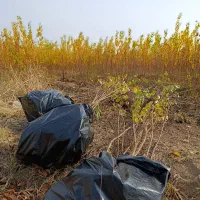 نهالستان تندرو زردآلوعسگرآبادسبزبرپایه آلوچه وحشی|خدمات باغبانی و درختکاری|مرند, |دیوار