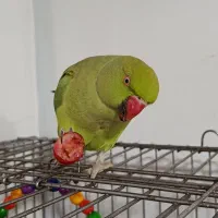طوطی ملنگو سخنگو