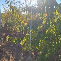 باغ ۴۷۵ متری امامیه