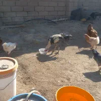 خروسلاری|حیوانات مزرعه|صحنه, |دیوار