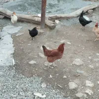 مرغ محلی|حیوانات مزرعه|مریوان, |دیوار