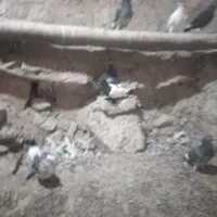 کبوتر|پرنده|شیروان (خراسان), |دیوار