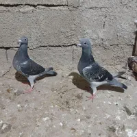 کبوتر مسافتی جان اردن|پرنده|رامیان, |دیوار