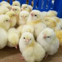 جوجه مرغ گوشی راس 308 عمده و خرده